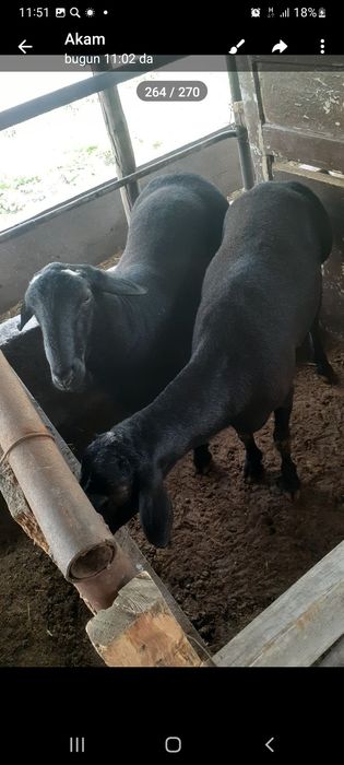 Qurbonlikka semiz qochqorlar