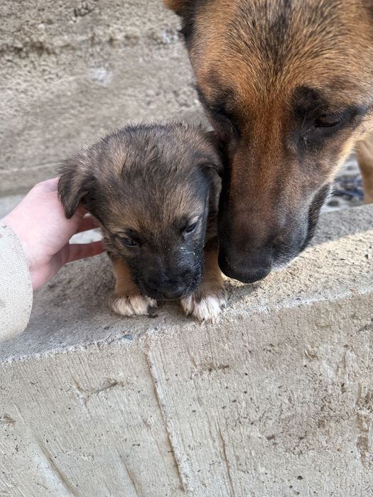 Немецкая овчарка щенки