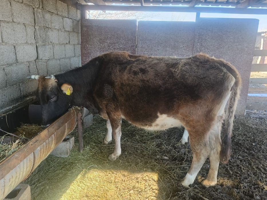 Сиыр 5 жасар сатылады