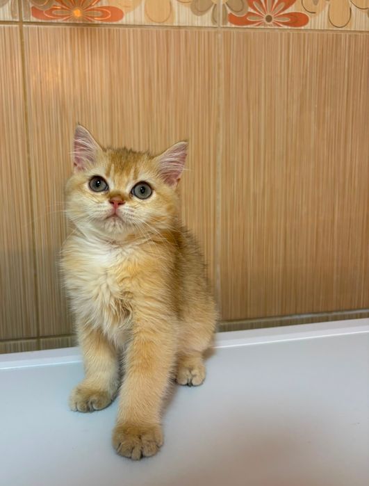 British shorthair cu pedigree