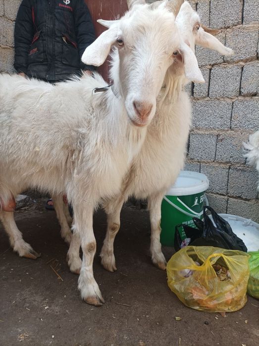 Ona bola echkila sotiladi