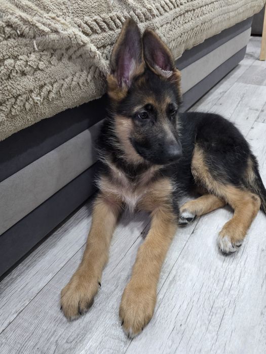 Продам овчарку 4 месяца