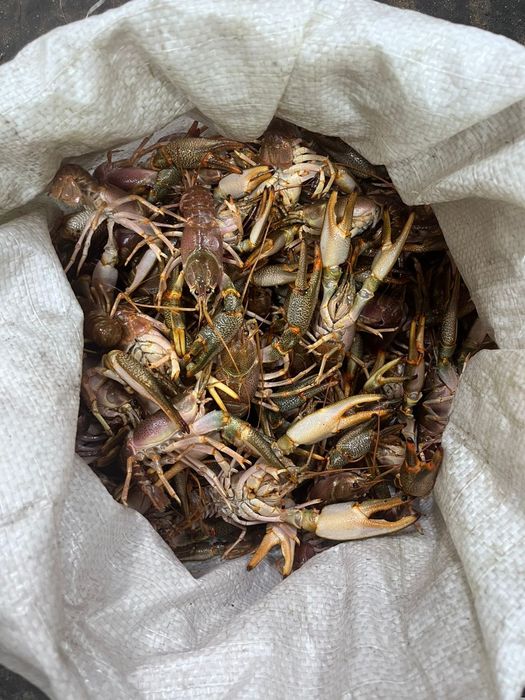 Раки свежие 50 грам 2000 тг