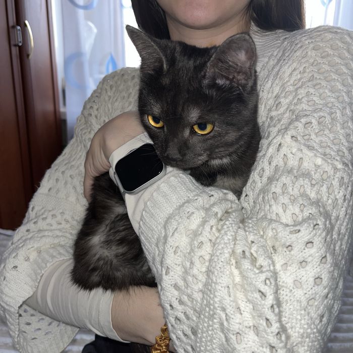 отдам кошечку в добрые руки