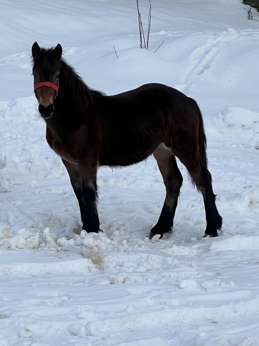Vând mânză de 8 luni