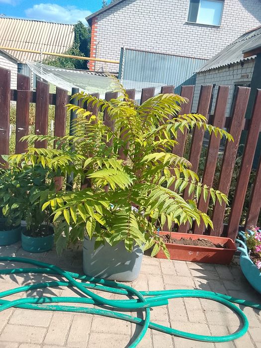 Продам дерево Сумах
