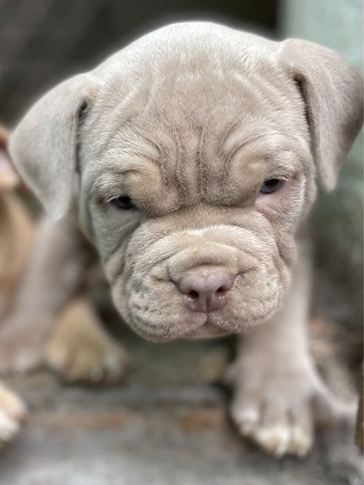 Американский булли