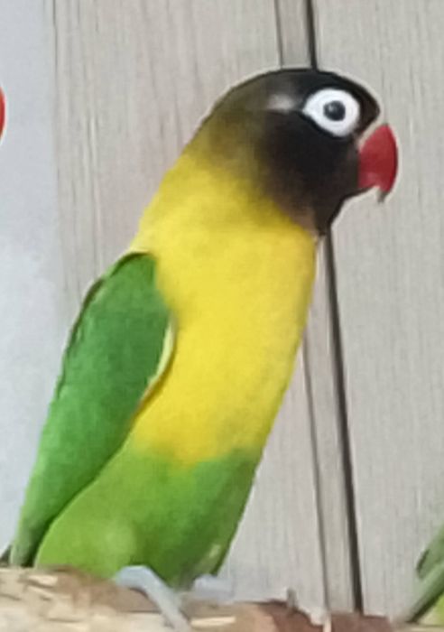 Неразлучники малыши местные