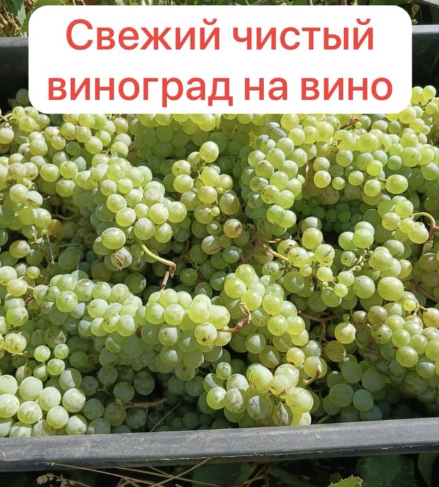 Свежий виноград в ящиках