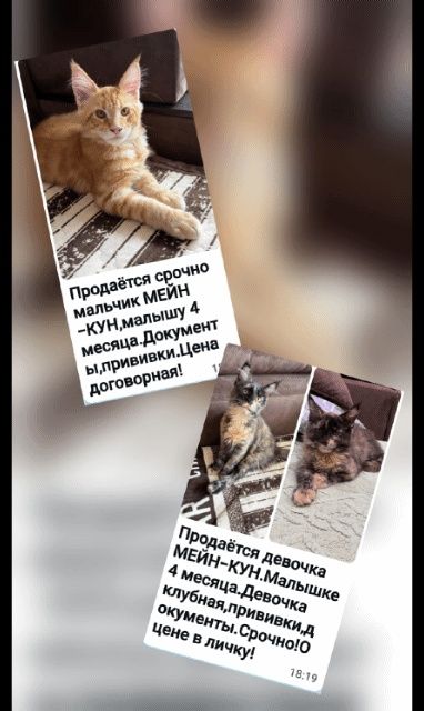 Продам котят Мейн-Куны.