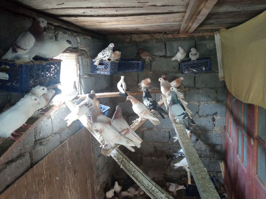 Голуби голуби голуби