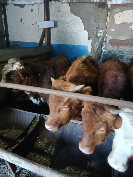 Продается бычки