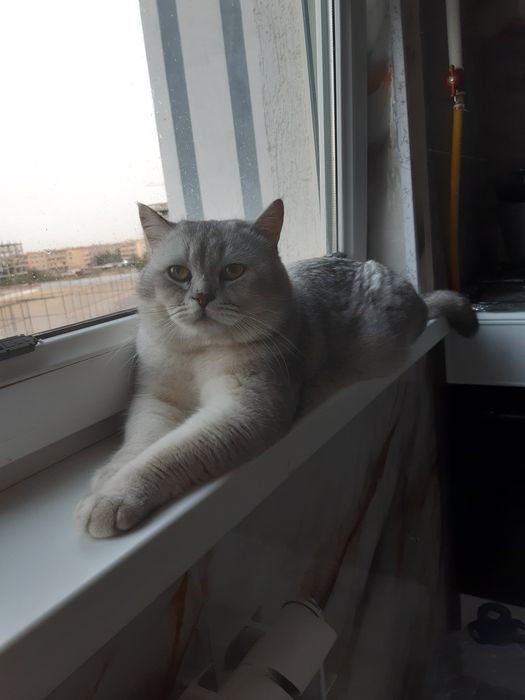 Продаётся, Sotiladi