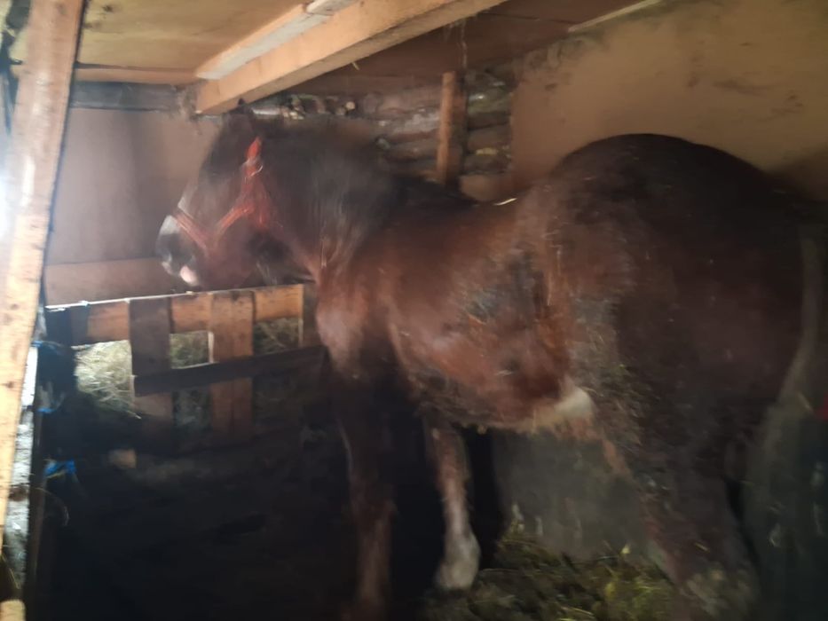 Vând mânz castrat de 1,8luni