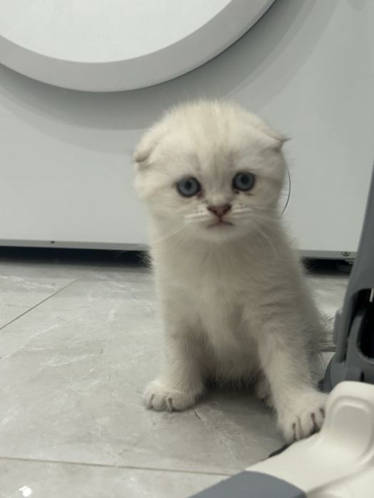 Шотландский котенок