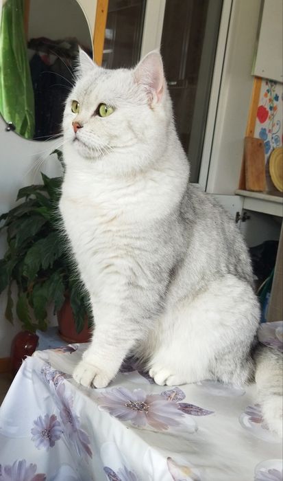 Mushukni juftlashtirish Вязка кота с кошкой