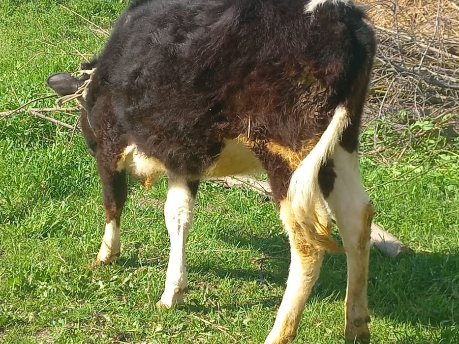 Бұзау 1 жастан асқан