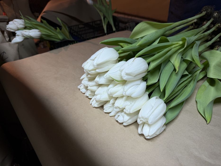 Голландские тюльпаны