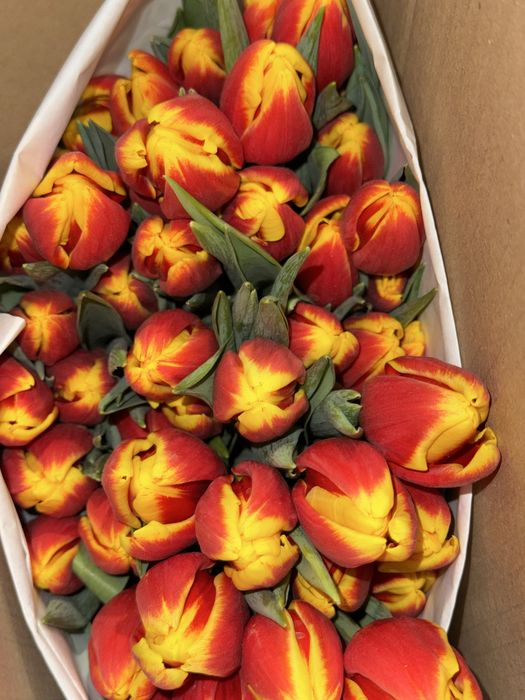 Продам тюльпаны 750