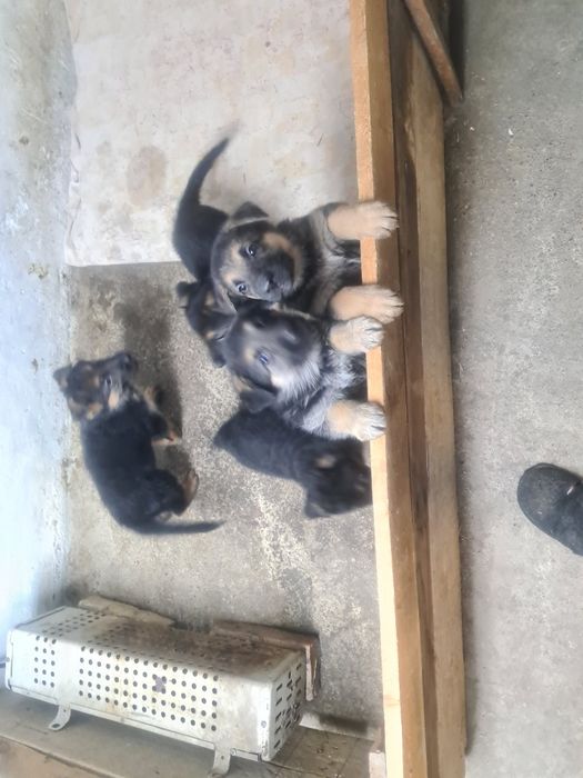 Щенк Немецкие Овчарки