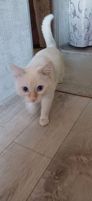 Вязка кот ищет кошку