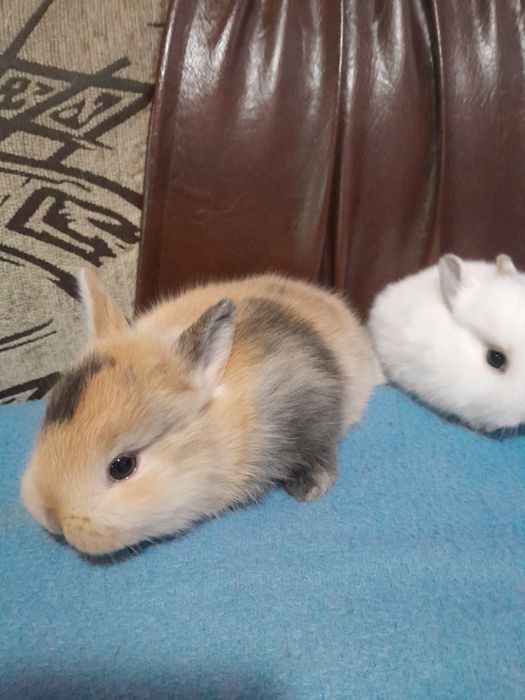 Iepurasi pitici pt copii cuminti