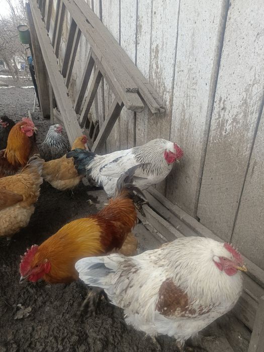 молдняк на выбор