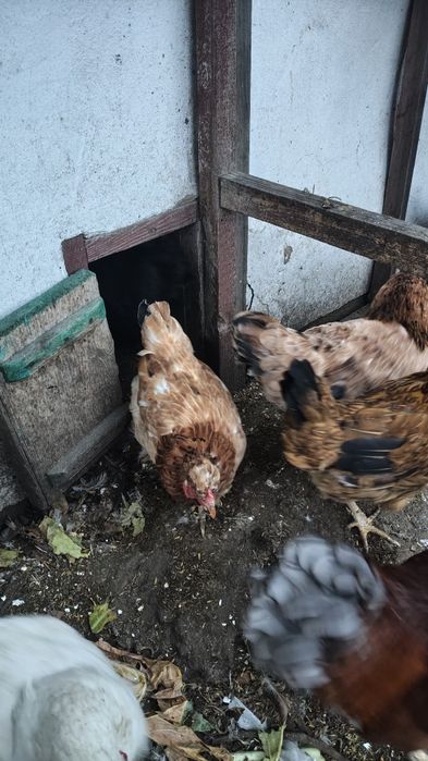Продам кур несушки