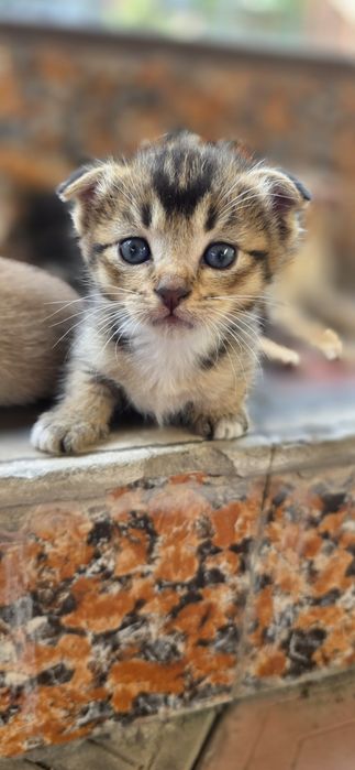 Котята на брон и продажу