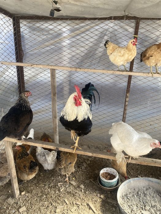 23 тауық 2 қораз