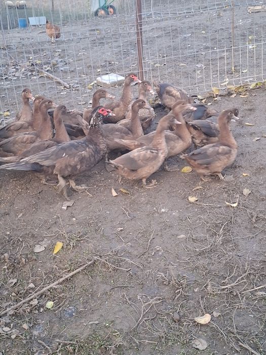 Rate mute, trimit în țară