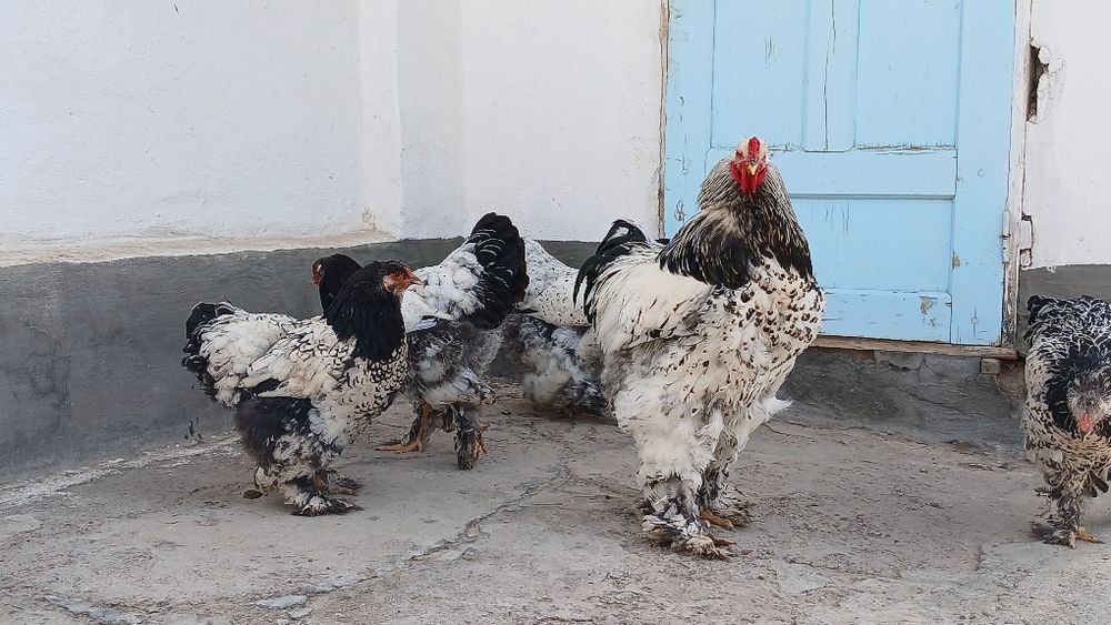 Tuxumlariga zakas olamiz