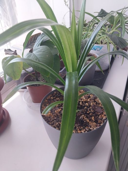 Продам комнатные цветы