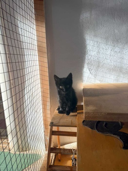 Девочка котёнок в добрые руки