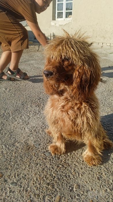 Ingiliz koker-spaynili