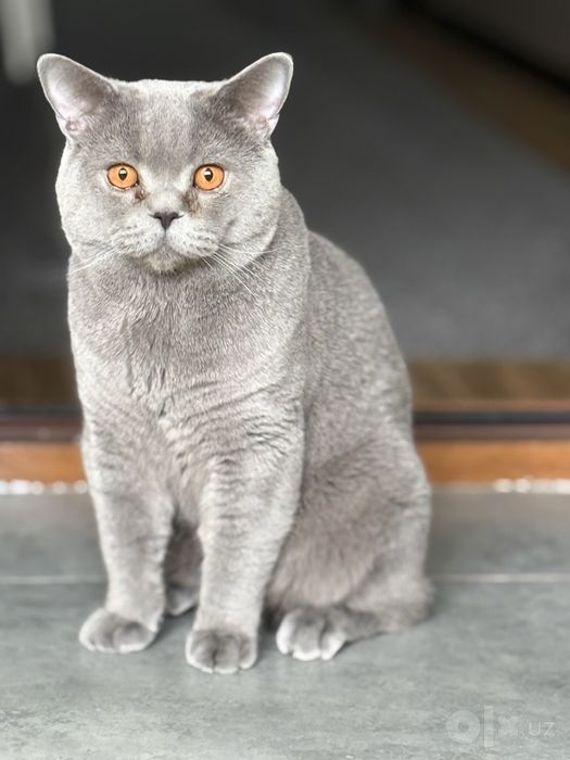 Вязка! Кот, приглашает к себе кошечку для вязки.