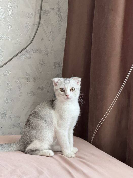 Котенок вислоухий мальчик.