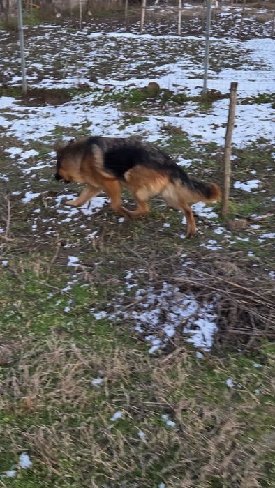 Femelă ciobănesc german