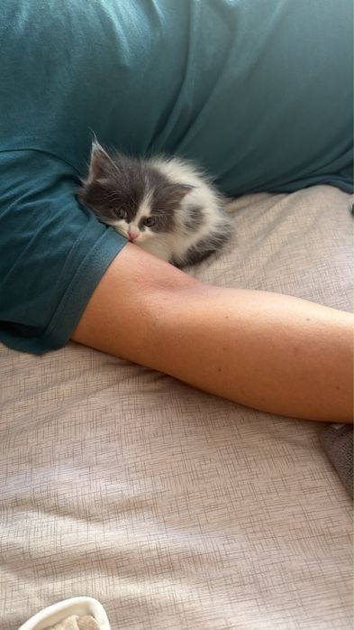 Котенок, девочка алматы
