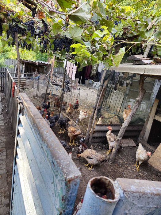 Casă de vânzare în Chilia Veche, Tulcea