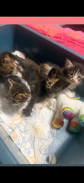 Подарявам котета