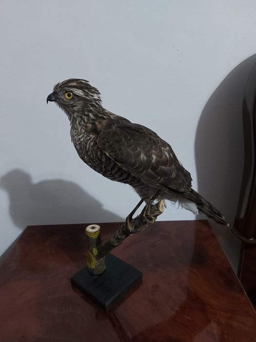 Uliu pasarar impaiat UP1