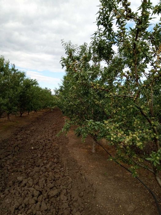 Продава се Земеделски имот в с. Черно море, Област Бургас -  кв.м за 265 €/дка - Снимка #4