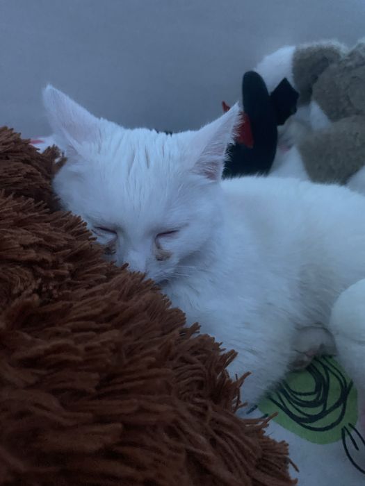 Отдам кота мальчика беспоктно