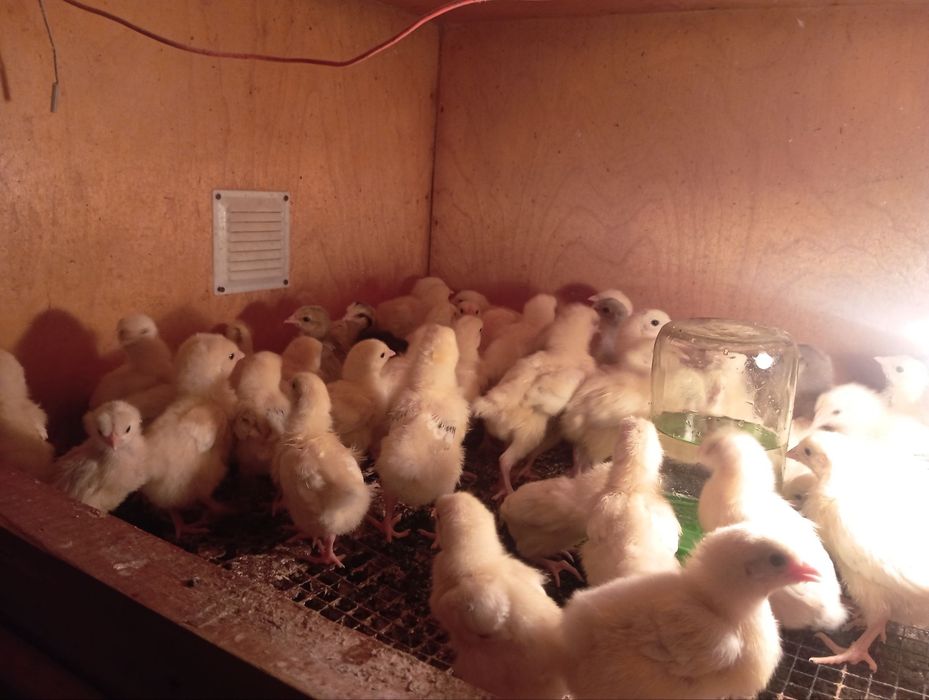 Adler jojalari sotiladi 25 mindan