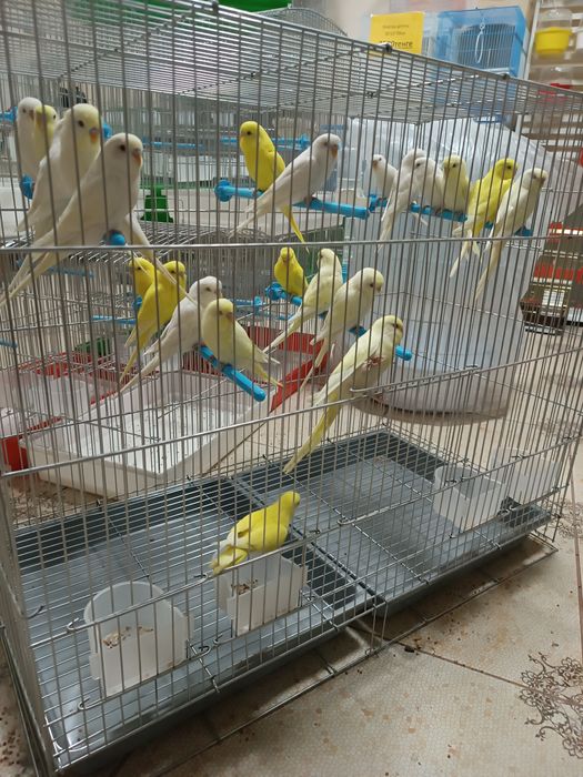 Попугай волнистые сатылалды