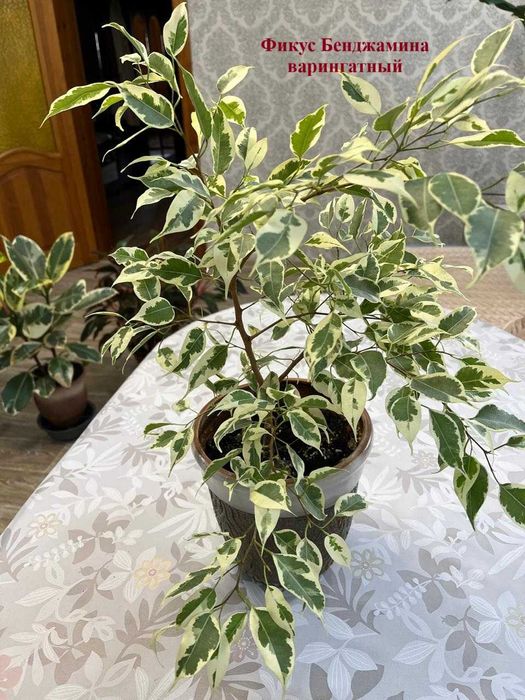 Цветы для дома- приносят удачу