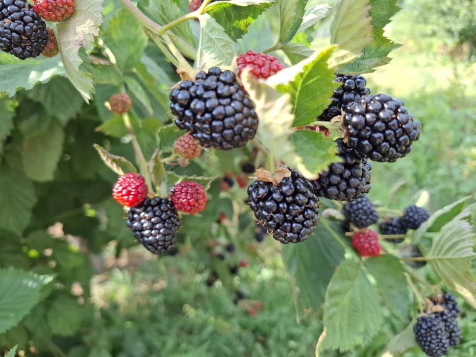 Mure de vanzare Vădurele Neamt