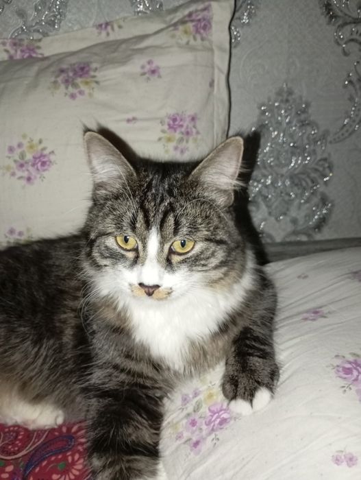 вяскага пародали мушук