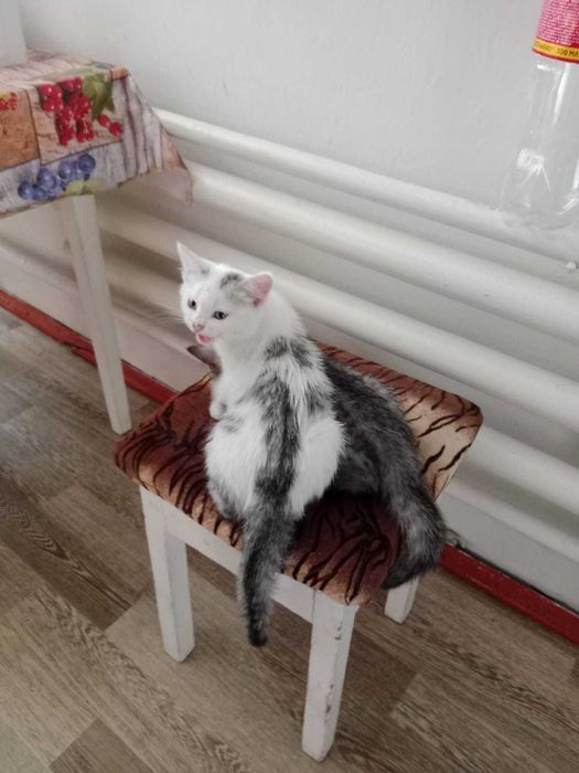Котики ищут добрые ручки